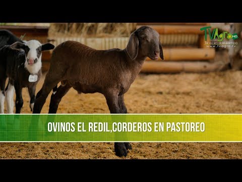 , title : 'Produccion de Carne de Cordero en Pastoreo- TvAgro por Juan Gonzalo Angel Restrepo'