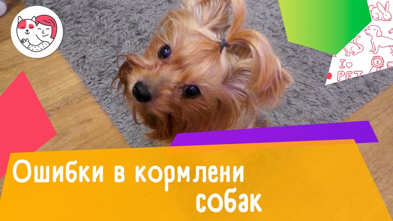 3 ошибки в кормлении собак