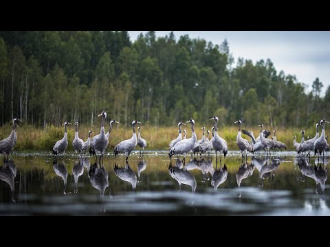 Gilė - Skudučių sutartinė (karantininė versija buteliais)