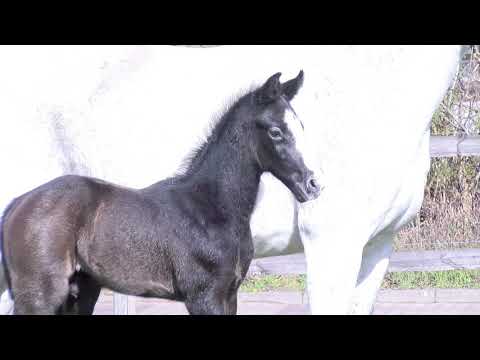 Junghengst-Fohlen 2021 | Cahil x Casino