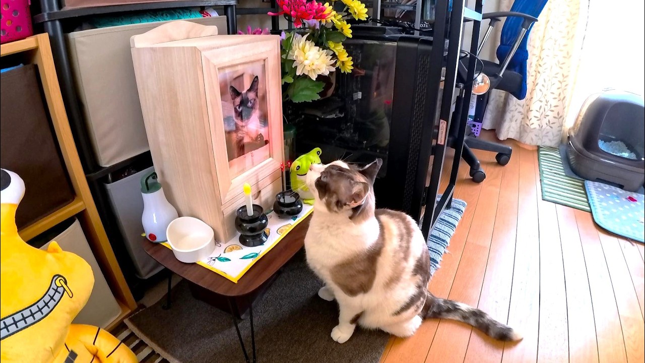 【月命日】亡くなって２ヶ月経った姉シャム猫の骨壺に挨拶する妹ペポ🗽