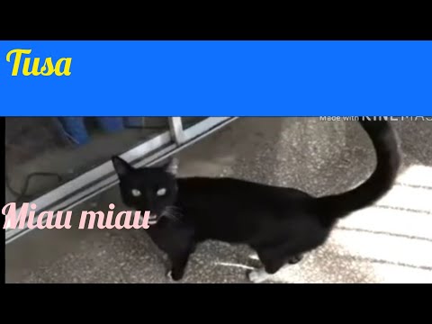 Canción de karol G y nicky minaj cantado x gatos suscribete