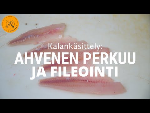 Ahvenen fileointi ja perkuu | Kalankäsittely