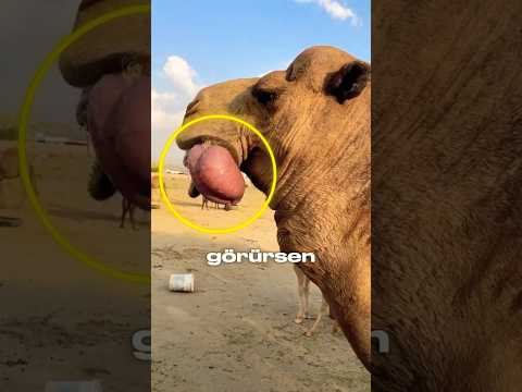 Devenin Ağzından Çıkan Bu Şey Ne? 😳🐪