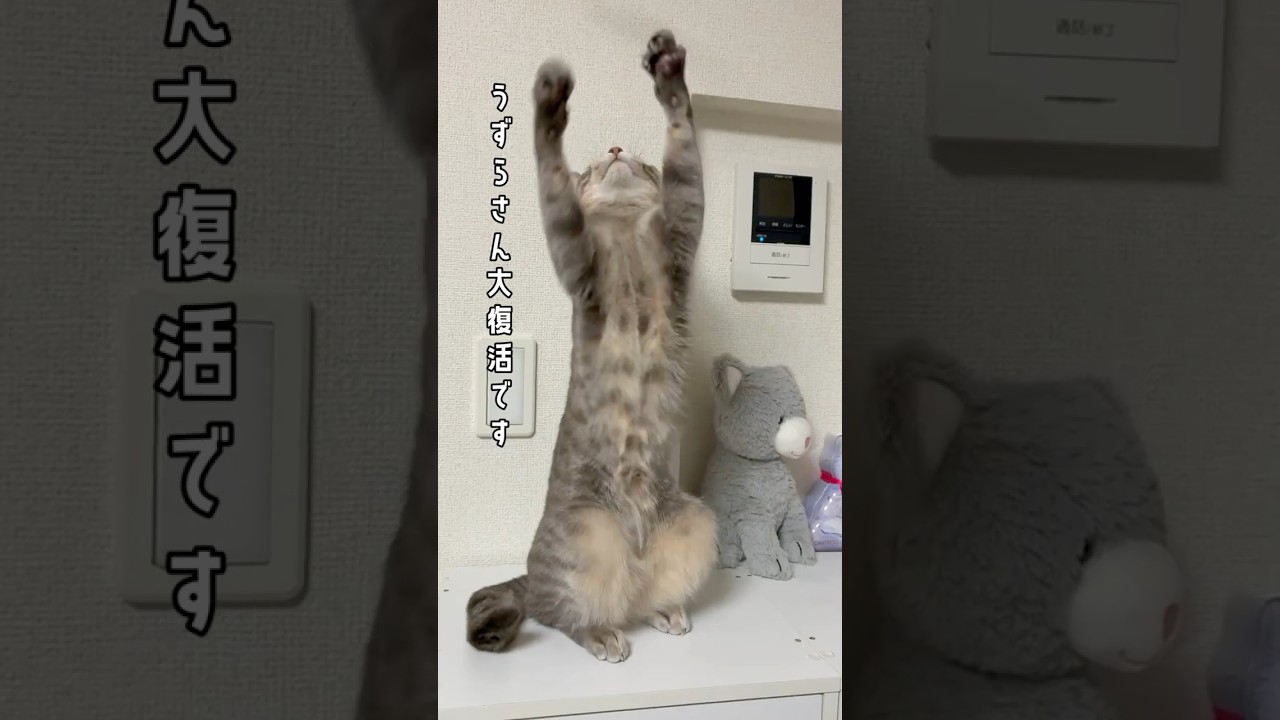 げんきがいちばん！なうずぽん #cat #猫 #shorts