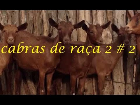 , title : 'cabras de raça 2 # 2'