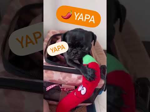 BUT WHAT DID SHANICE REALLY SAY?🤌 #funnydog #dogcarrier #memes