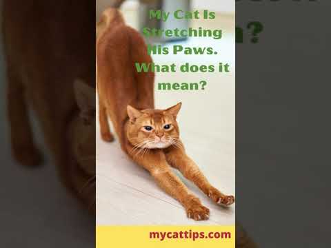 My Cat is Stretching His Paws... What does it mean?  #Shorts #catfeeding #catstretchingpaws