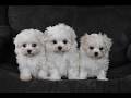Maltese dogs for sale: Aiden - Video 1