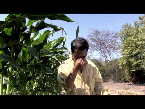 LA LUZ DE TUS OJOS   EFRAIN TOLEDO Y SUS CALENTANOS