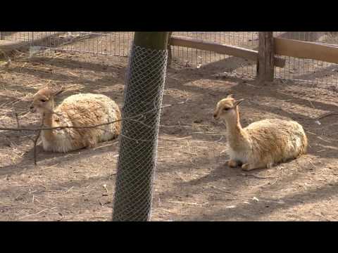 Híradó 2017.01.04. - Kölcsey Tv