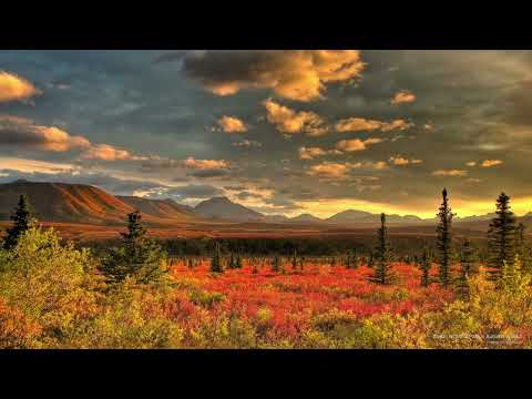 Mandalina Bahçesi - Mandariinid - Tangerines Music