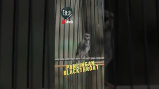 Download lagu PANCINGAN BLACKTHROATH NGEROLL MATERI❗️ #masteranjernih mp3 Download lagu PANCINGAN BLACKTHROATH NGEROLL MATERI❗️ #masteranjernih mp3