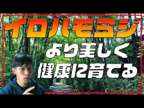 庭のイロハモミジは、派手な色をした気取らない木です！  庭園
