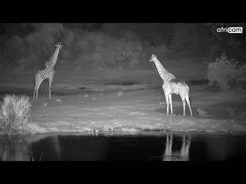 Giraffe Bulls at Tembe.
