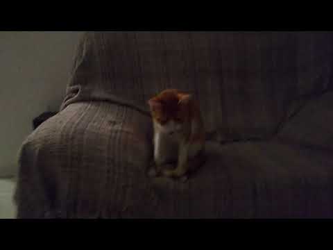 Apolo, Shira y Freya día 287