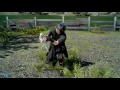 Final Fantasy 15 The Frogs Of Legend Guide