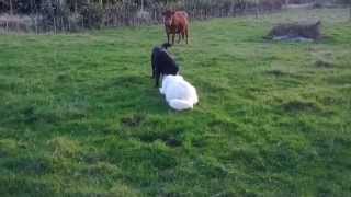 Jet & Nashi playing (Testing dominance)