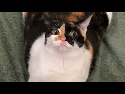 CATS and DOGS: The Masters of Household Mayhem