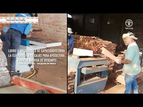 Bosque y apicultura: La dulce relación de la sostenibilidad