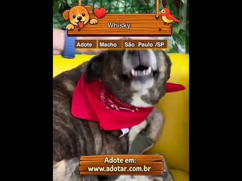 Vídeo de Whisky