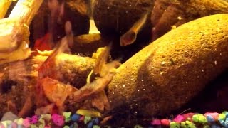 Tadpole  Jam / invisible boy kick out