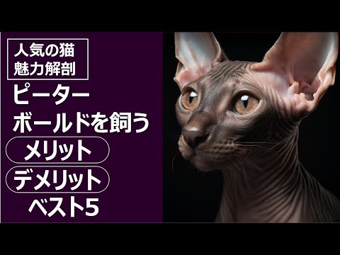 ピーターボールド・キャット