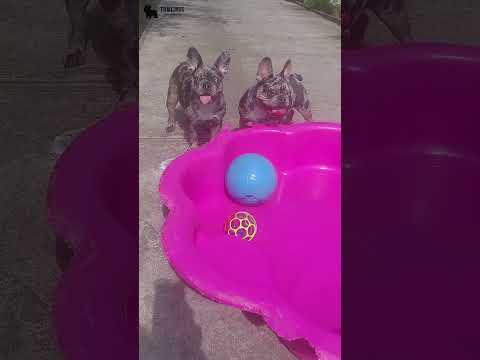 Video 1