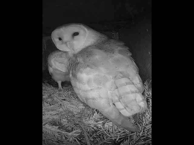 Live webcam view of Peasmarsh Owl Nest Box