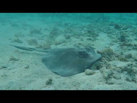 Sting Rays Everywhere at St. Croix Video