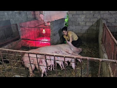 AWESOME MOTHER PIGS-THEIR PIGLETS A must see/@ThoaRurallife  #84