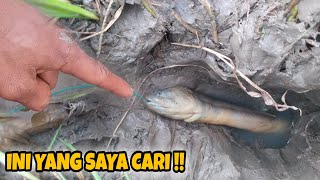 Download lagu REJEKI NOMPLOK !! MANCING BELUT DAPAT MONSTER DI SPOT ISTIMEWA || BIG EEL FISHING mp3