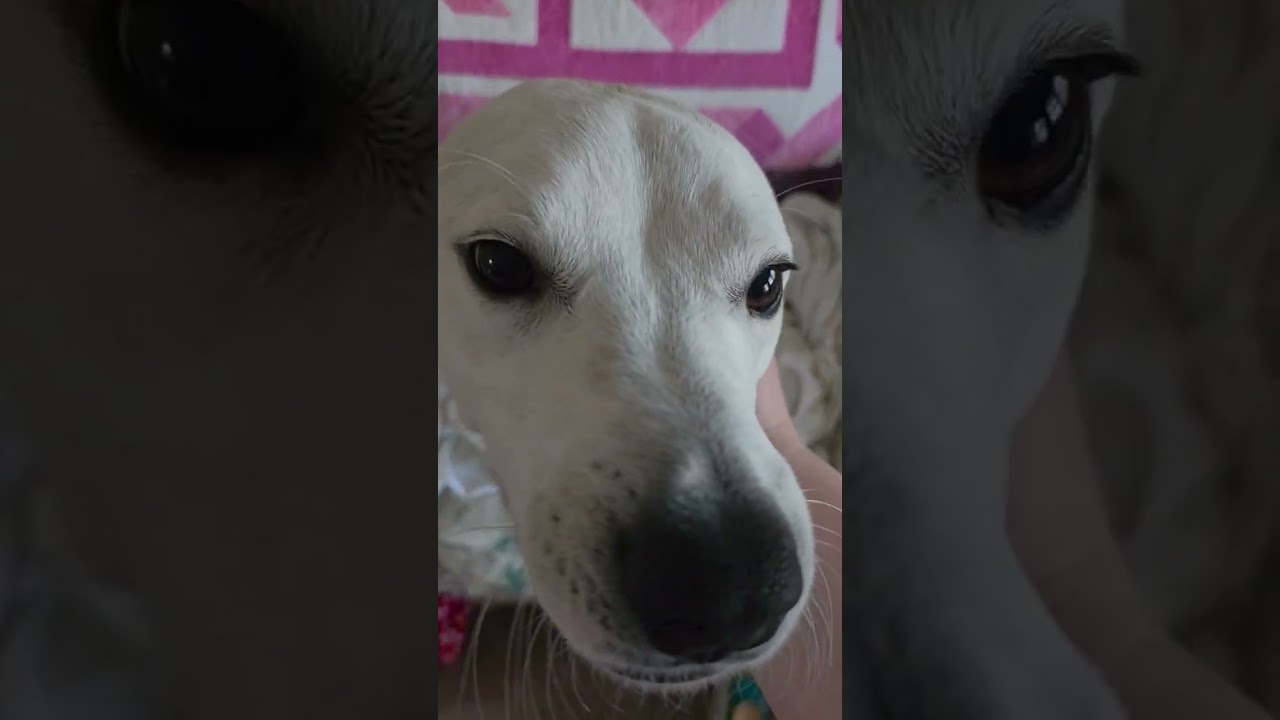 Laci, a ADOPTABLE mixed breed in Leavenworth, KS video 2/6