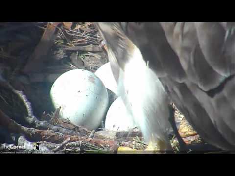 04/16/2016 11:14 a.m. Big Red Vocalizes and Rolls the Eggs