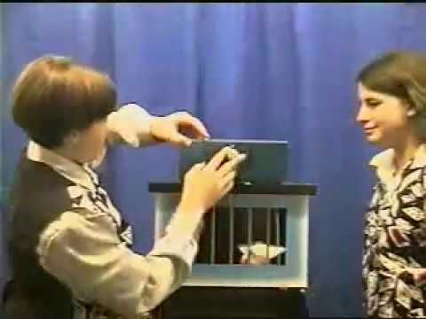 DOVES TO RABBIT - DAYTONA MAGIC