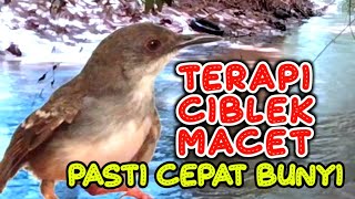 Download lagu GUNAKAN TERAPI CIBLEK ATAU PANCINGAN CIBLEK GACOR INI UNTUK CIBLEK MACET AGAR BUNYI mp3 Download lagu GUNAKAN TERAPI CIBLEK ATAU PANCINGAN CIBLEK GACOR INI UNTUK CIBLEK MACET AGAR BUNYI mp3