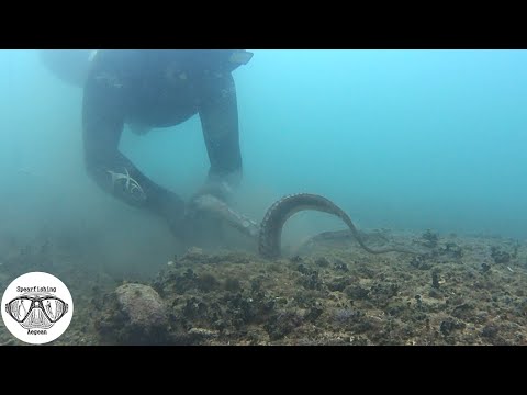 Hunting Octopus🐙 Underwater | Spearfishing the Aegean 🇬🇷 ✔