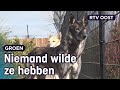 Wolfhonden Bonnie en Clyde gered van de dood dankzij crowdfunding | RTV Oost