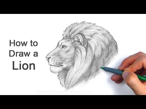 How to Draw a Lion