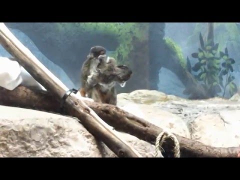 Monkeys with Moustaches! Emperor Tamarins and Babies at Como Zoo Video