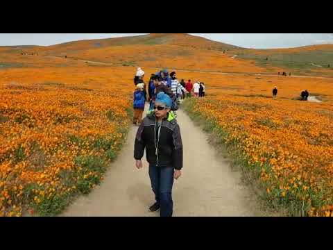 Antelope Valley with Kaku - Wild Flowers (Apr 2019)