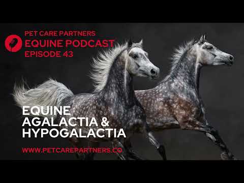Agalactia & Hypogalactia in Mares: Causes, Diagnosis & Treatment | Pet Care Partners Ep. 44
