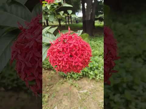 #beautiful #flowers #nature #viralshorts #shorts