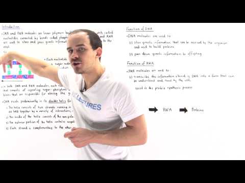 Introduction to Nucleic Acids