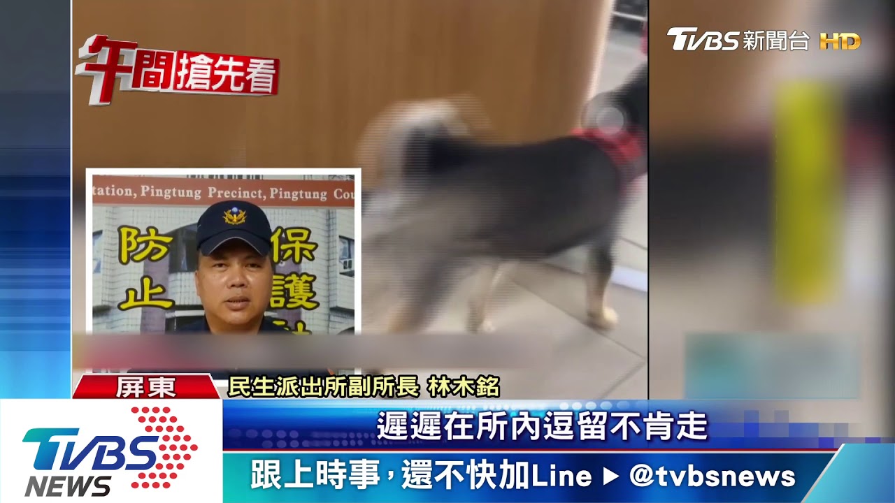 小柴犬忘了回家路 竟闖派出所求援