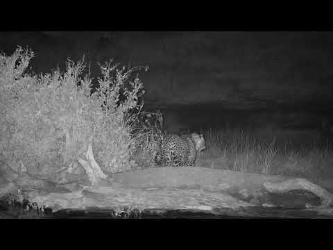 Djuma: Leopard-Hosana male shows up right after Hippo left - 04:44 - 07/17/19