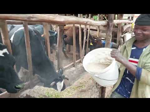 , title : 'How we feed our cows........#Dairy farming'