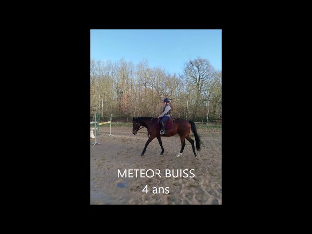 Ruin Selle Fran&ccedil;ais Te koop 2022 Donker bruin / bai ,  COLORE, HOLST