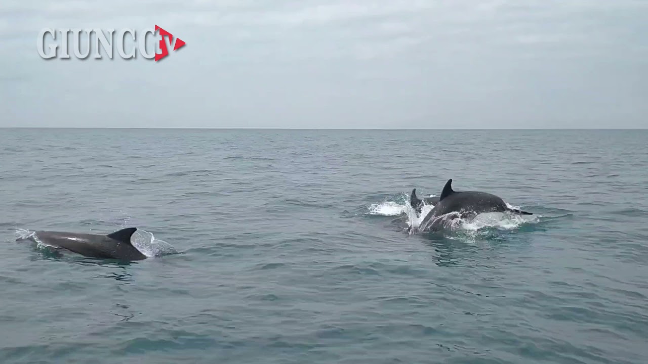 Lo spettacolo dei delfini: nel mare di Castiglione un’intera famiglia