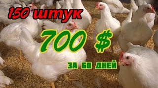 Как вырастить курицу от и до - Видео онлайн